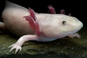 Axolotl / Mexican salamander (Ambystoma mexicanum), white or leucistic form, critically Axolotl / Mexican salamander (Ambystoma mexicanum), white or leucistic form, critically