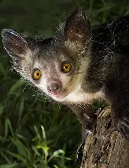 Aye-aye (Daubentonia madagascariensis) extracting beetle grubs from wood. Endemic to Madagascar Aye-aye (Daubentonia madagascariensis) extracting beetle grubs from wood. Endemic to Madagascar