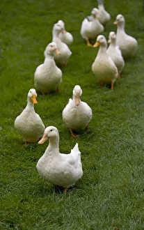 Aylesbury ducks following in a line on village green, Weedon, Buckinghamshire, UK Aylesbury ducks following in a line on village green, Weedon, Buckinghamshire, UK