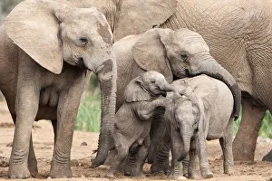 Baby African elephants (Loxodonta africana) of various ages playing together, Addo national park Baby African elephants (Loxodonta africana) of various ages playing together, Addo national park