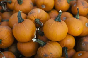 Baby bell pumpkins (Cucurbita maxima) close up shot, UK Baby bell pumpkins (Cucurbita maxima) close up shot, UK