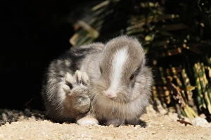 Images Dated 6th April 2012: Baby rabbit with back paw raised, Okunoshima Rabbit Island, Takehara, Hiroshima