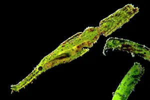 Backlit photo of a Robust ghost pipefish (Solenostomus cyanopterus) reveals a small Backlit photo of a Robust ghost pipefish (Solenostomus cyanopterus) reveals a small