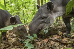 Baird's tapir female (Tapirus bairdii) with calf, rainforest, Corcovado National Park Baird's tapir female (Tapirus bairdii) with calf, rainforest, Corcovado National Park