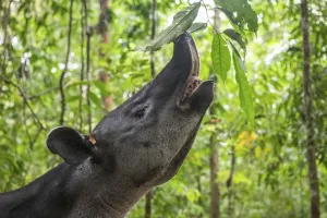 Baird's tapir (Tapirus bairdii) browsing on leaves, rainforest Baird's tapir (Tapirus bairdii) browsing on leaves, rainforest