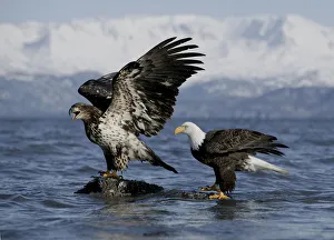 Bald Eagle (Haliaeetus leucocephalus) adult with one year old juvenile calling, Kenai Peninsula Bald Eagle (Haliaeetus leucocephalus) adult with one year old juvenile calling, Kenai Peninsula