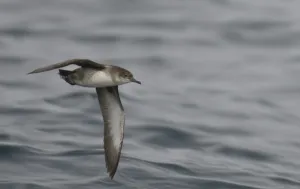 Balearic shearwater (Puffinus mauretanicus) in flight over Irish sea off Pembrokeshire Balearic shearwater (Puffinus mauretanicus) in flight over Irish sea off Pembrokeshire