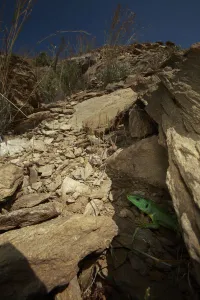 Balkan green lizard (Lacerta trilineata) coming out of its hole, The Peloponnese Balkan green lizard (Lacerta trilineata) coming out of its hole, The Peloponnese