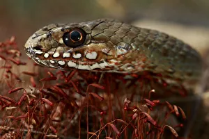 Balkan whip snake (Hierophis gemonensis) head portrait, The Peloponnese, Greece, May 2009 Balkan whip snake (Hierophis gemonensis) head portrait, The Peloponnese, Greece, May 2009