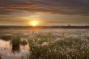Ballynahone Bog at dawn with flowering cotton grass, County Londonderry, Northern Ireland Ballynahone Bog at dawn with flowering cotton grass, County Londonderry, Northern Ireland