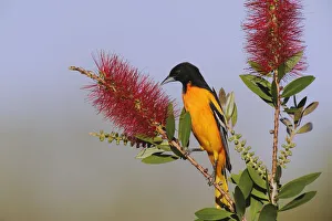 Baltimore / Northern Oriole (Icterus gabula) feeding on Lemon Bottlebrush Baltimore / Northern Oriole (Icterus gabula) feeding on Lemon Bottlebrush