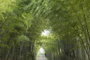 Bamboo (Bambusidae) arch over Jade Corridor road. Shunan Zhuhai National Park, Sichuan Province Bamboo (Bambusidae) arch over Jade Corridor road. Shunan Zhuhai National Park, Sichuan Province