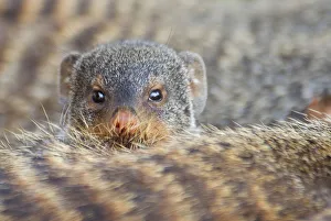 Banded mongoose (Mungos mungo) looking over the back of another, Queen Elizabeth National Park Banded mongoose (Mungos mungo) looking over the back of another, Queen Elizabeth National Park