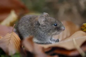 Bank vole {Clethrionomys glareolus} among autumn leaves and moss, Peak District NP Bank vole {Clethrionomys glareolus} among autumn leaves and moss, Peak District NP