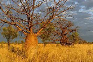 Baobab / Gourd trees (Adansonia gregorii) in grassland / savanna habitat, Kimberley Baobab / Gourd trees (Adansonia gregorii) in grassland / savanna habitat, Kimberley