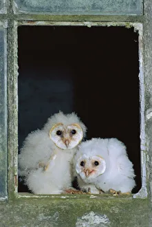 Barn owl chicks in window {Tyto alba} Cornwall, UK Barn owl chicks in window {Tyto alba} Cornwall, UK