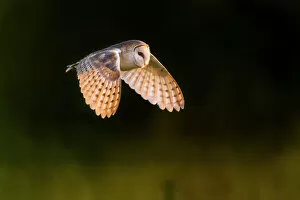Images Dated 2nd April 2019: Barn owl (Tyto alba) in flight. Suffolk, UK. June