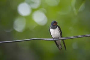 Barn swallow (Hirundo rustica) perched on wire, Moldova, June Barn swallow (Hirundo rustica) perched on wire, Moldova, June