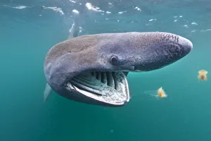 Basking shark (Cetorhinus maximus) feeding on plankton in the surface waters around Basking shark (Cetorhinus maximus) feeding on plankton in the surface waters around