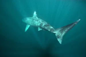 Basking shark (Cetorhinus maximus) disappears back into the blue in the surface waters Basking shark (Cetorhinus maximus) disappears back into the blue in the surface waters