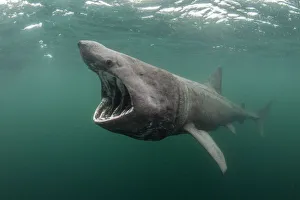 Basking shark (Cetorhinus maximus) feeding at the surface on plankton, Cairns of Coll Basking shark (Cetorhinus maximus) feeding at the surface on plankton, Cairns of Coll