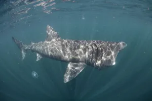 Basking shark (Cetorhinus maximus) off the Island of Mull (Coll and Tiree Islands area Basking shark (Cetorhinus maximus) off the Island of Mull (Coll and Tiree Islands area