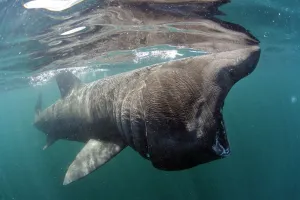 Basking shark (Cetorhinus maximus) feeding just below the surface, Mull, Scotland Basking shark (Cetorhinus maximus) feeding just below the surface, Mull, Scotland