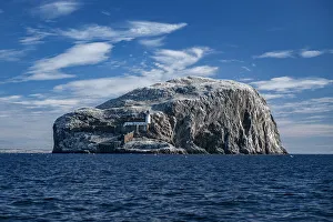 The Bass Rock home to large Northern gannet (Morus bassanus) Firth of Forth, Scotland, UK The Bass Rock home to large Northern gannet (Morus bassanus) Firth of Forth, Scotland, UK