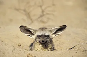 Bat Eared Fox emerging from den (Otocyon megalotis) Kalahari Gemsbok NP South Africa Bat Eared Fox emerging from den (Otocyon megalotis) Kalahari Gemsbok NP South Africa