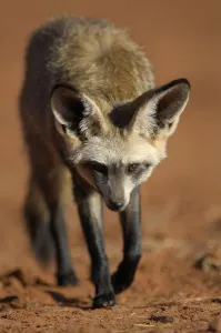 Bat-eared fox (Otocyon megalotis) walking, Namib-Naukluft National Park, Namib Desert Bat-eared fox (Otocyon megalotis) walking, Namib-Naukluft National Park, Namib Desert