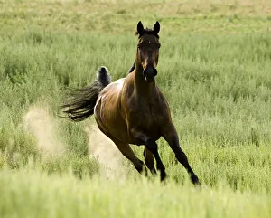Bay Warmblood mare running in Longmont, Colorado Bay Warmblood mare running in Longmont, Colorado
