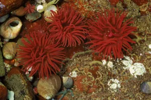 Beadlet anemone (Actinia equina) with periwinkles. Mull, Scotland, UK, Europe Beadlet anemone (Actinia equina) with periwinkles. Mull, Scotland, UK, Europe