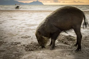 Bearded pig (Sus barbatus) digging in sand, foraging for crabs on beach, Bako National Park Bearded pig (Sus barbatus) digging in sand, foraging for crabs on beach, Bako National Park