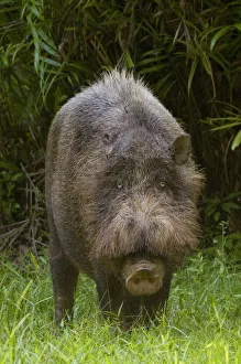 Bearded pig (Sus barbatus) standing in grass, Bako National Park, Sarawak, Borneo Bearded pig (Sus barbatus) standing in grass, Bako National Park, Sarawak, Borneo