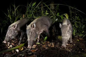 Bearded Pigs (Sus barbatus) foraging on forest floor. Near Nepenthes Field Camp, mid-altitude Bearded Pigs (Sus barbatus) foraging on forest floor. Near Nepenthes Field Camp, mid-altitude