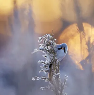Bearded reedling (Panurus biarmicus) on frosty reed seed head, Helsinki, Finland Bearded reedling (Panurus biarmicus) on frosty reed seed head, Helsinki, Finland