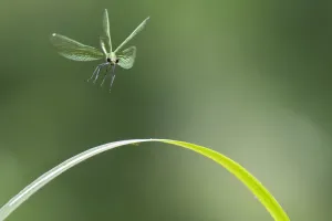 Beautiful demoiselle damselfly (Calopteryx virgo) female flying, Peerdsbos, Brasschaat Beautiful demoiselle damselfly (Calopteryx virgo) female flying, Peerdsbos, Brasschaat