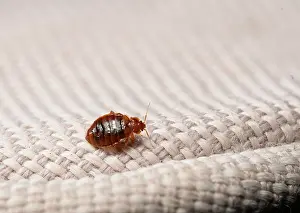 Bed bug Print on cloth, Focus stacked