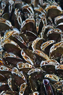 Bed of Common mussels (Mytilus edulis) growing on rocks, feeding, Megavissey, Cornwall Bed of Common mussels (Mytilus edulis) growing on rocks, feeding, Megavissey, Cornwall