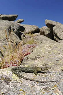Bedriagas rock lizard (Archaeolacerta bedriagae) is Sardinia, Italy. Endemic Bedriagas rock lizard (Archaeolacerta bedriagae) is Sardinia, Italy. Endemic