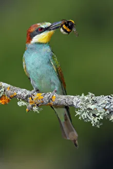 Bee-eater (Merops apiaster) with Bumblebee prey, Sierra de Grazalema Natural Park Bee-eater (Merops apiaster) with Bumblebee prey, Sierra de Grazalema Natural Park