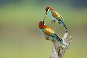 Bee-eater (Merops apiaster) offering mate beetle, Sierra de Grazalema Natural Park Bee-eater (Merops apiaster) offering mate beetle, Sierra de Grazalema Natural Park
