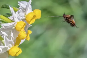 UK Insect Photography Prints: Bee fly (Bombylius major) in flight