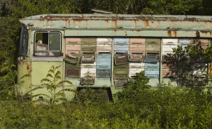 Bee keeping in an old bus containing the hives, cultivated border land between Croatia and Serbia Bee keeping in an old bus containing the hives, cultivated border land between Croatia and Serbia