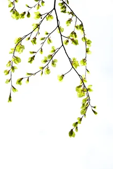 Beech (Fagus) leaves against white background. Scotland Beech (Fagus) leaves against white background. Scotland