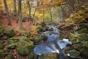 Beech (Fagus) woodland in autumn colours along Burbage Brook Beech (Fagus) woodland in autumn colours along Burbage Brook