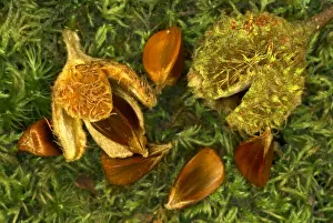 Beech nuts and beechmast of European beech tree {Fagus sylvatica} Dorset, UK, September Beech nuts and beechmast of European beech tree {Fagus sylvatica} Dorset, UK, September