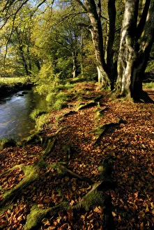 Beech trees and exposed roots at Golitha Falls, near Bodmin, Cornwall, UK Beech trees and exposed roots at Golitha Falls, near Bodmin, Cornwall, UK