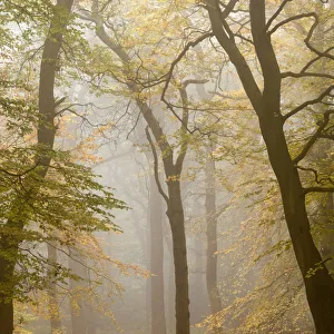 Beech trees (Fagus sylvatica) in autumn mist, Beacon Hill Country Park, The National Forest Beech trees (Fagus sylvatica) in autumn mist, Beacon Hill Country Park, The National Forest
