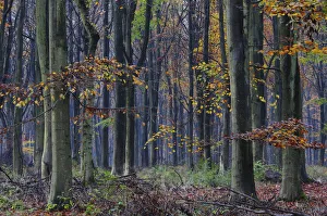 Beech trees (Fagus sylvatica) in West Woods, Wiltshire, UK, November 2010 Beech trees (Fagus sylvatica) in West Woods, Wiltshire, UK, November 2010